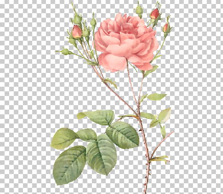 Roses Pierre-Joseph Redouté (1759-1840) Moss Rose Botany Botanical Illustration PNG, Clipart, Botanical Illustration, Botanical Illustrator, Botany, Branch, Cut Flowers Free PNG Download