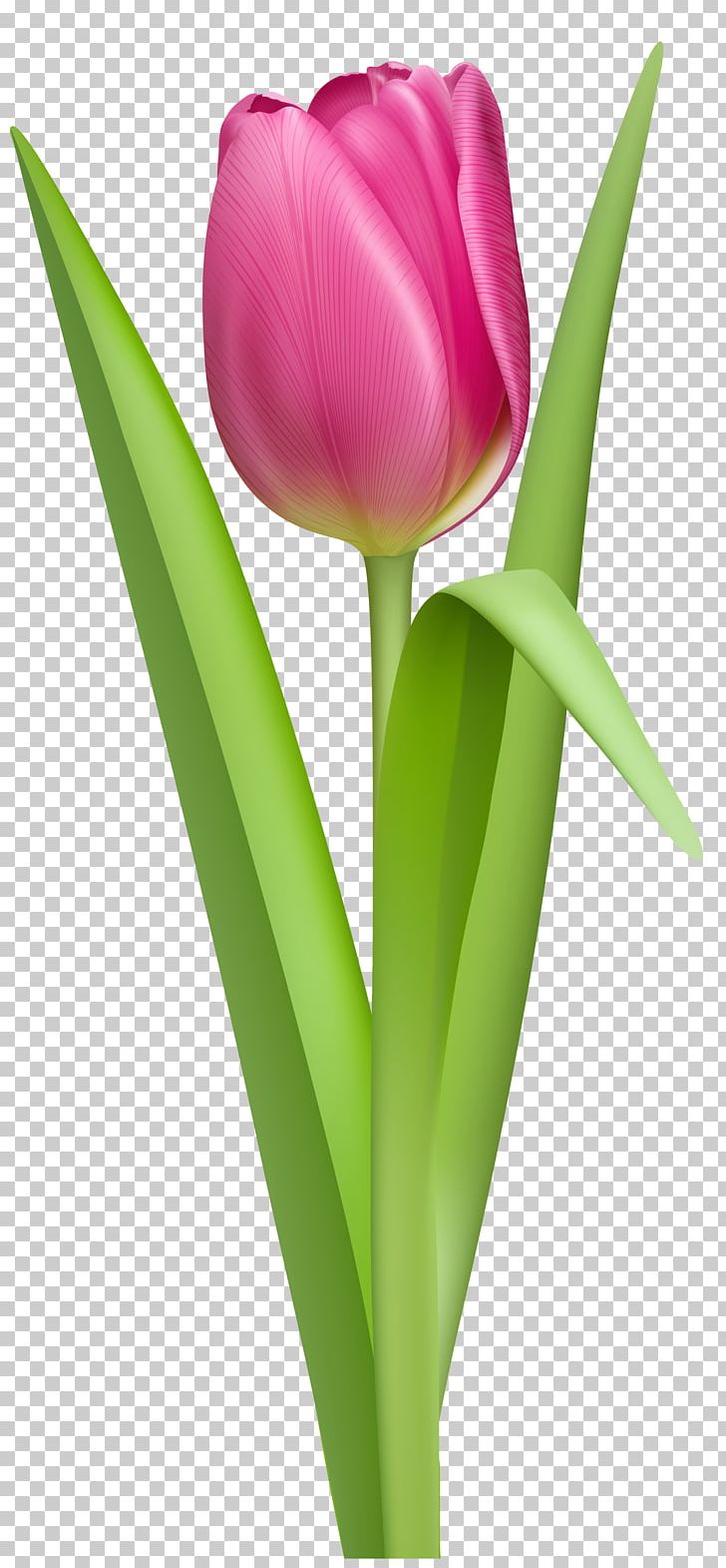 Tulip PNG, Clipart, Blue, Bodyshope, Clouds, Colorful, Computer Wallpaper Free PNG Download