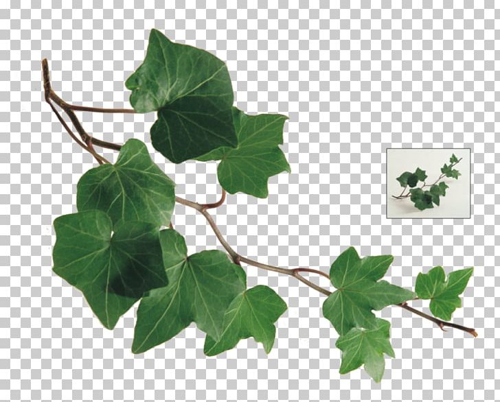 Branch Common Ivy Leaf Vine Twig PNG, Clipart, Araliaceae, Branch, Common Ivy, Flowerpot, Herb Free PNG Download