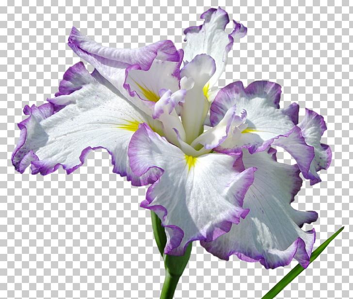 Flower PhotoScape PNG, Clipart, Cattleya, Cut Copy And Paste, Cut Flowers, Desktop Wallpaper, Dia Free PNG Download