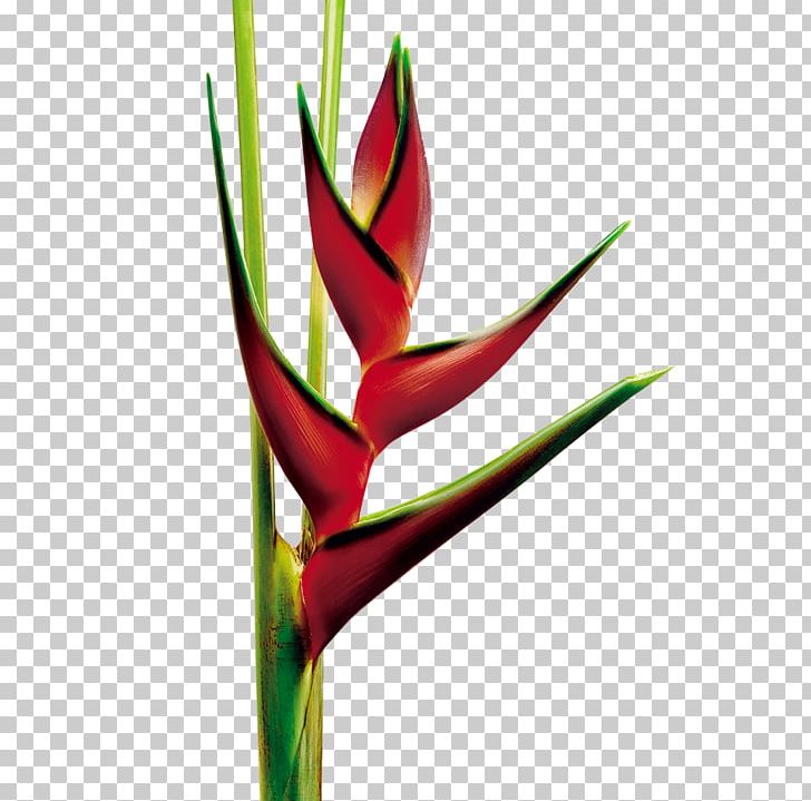 Heliconia Rostrata Cut Flowers Plant Bird Of Paradise Flower PNG, Clipart, Banana, Bird Of Paradise Flower, Bud, Cut Flowers, Flores De Corte Free PNG Download