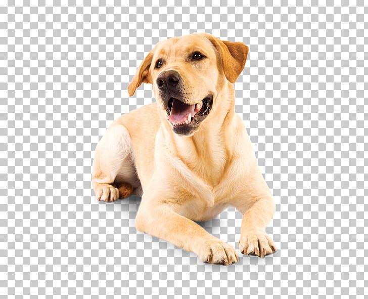 Labrador Retriever Puppy Companion Dog Pet Shop Dog Breed PNG, Clipart, Animal, Animals, Brush, Carnivoran, Companion Dog Free PNG Download