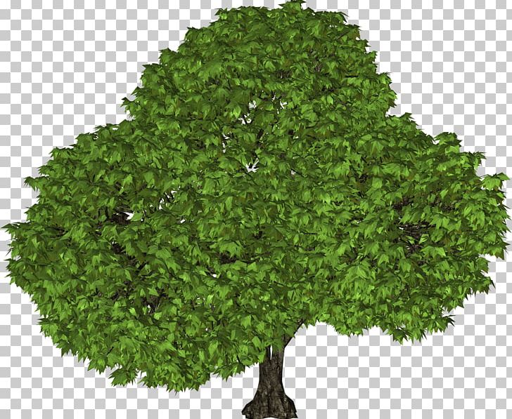 Tree PNG, Clipart, Baby, Clip Art, Deciduous, Digital Image, Evergreen Free PNG Download