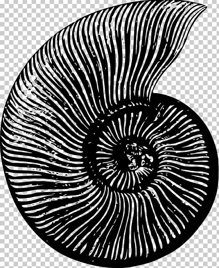 Ammonites Fossil Nautilidae Seashell PNG, Clipart, Ammonites, Animal, Black And White, Cephalopod, Circle Free PNG Download