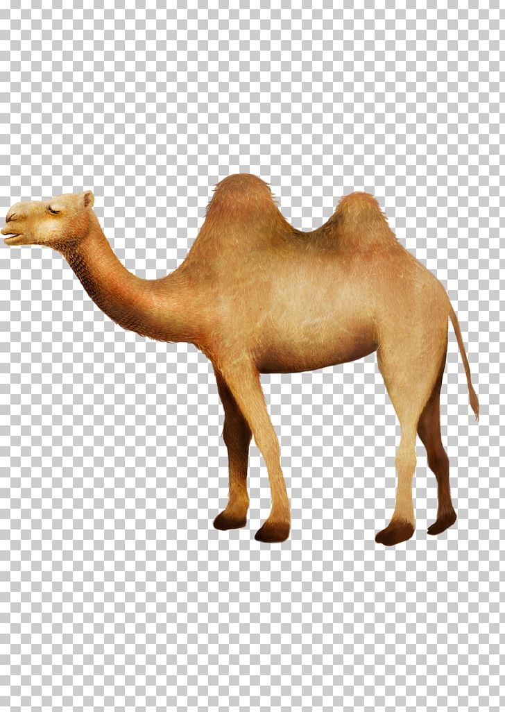 Camel RGB Color Model Desert PNG, Clipart, Animal, Animals, Arabian Camel, Camel, Camel Cartoon Free PNG Download