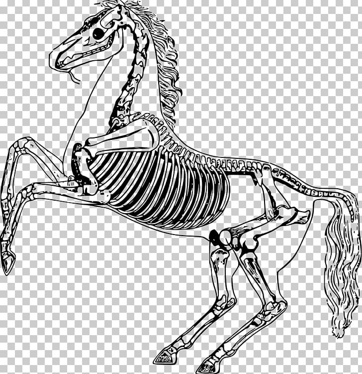 Horse Skeleton Anatomy Bone Drawing PNG, Clipart, Animal Figure, Artwork, Black And White, Carnivoran, Equestrian Free PNG Download