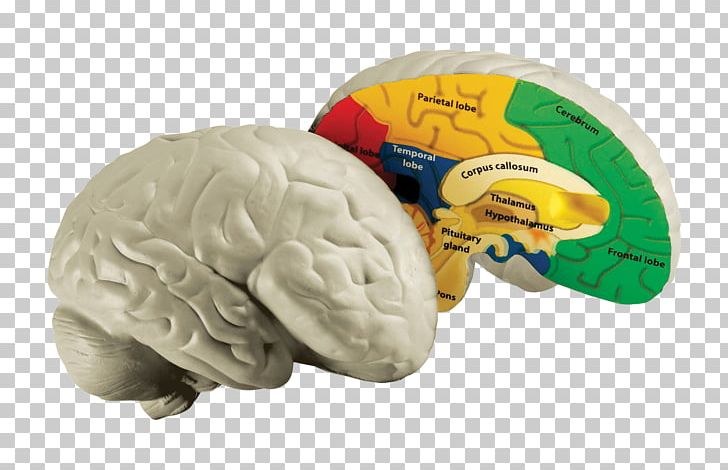 Human Brain Human Body Education Homo Sapiens PNG, Clipart, Anatomy, Brain, Cerebellum, Cerebrum, Education Free PNG Download