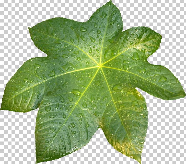 Leaf Plant Pathology Raster Graphics PNG, Clipart, Clip Art, Ivy, Leaf, Nature, Pathology Free PNG Download