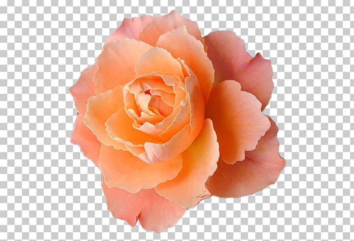 Light Flower Orange Desktop Centifolia Roses PNG, Clipart, Closeup, Color, Cut Flowers, Desktop Wallpaper, Floral Design Free PNG Download