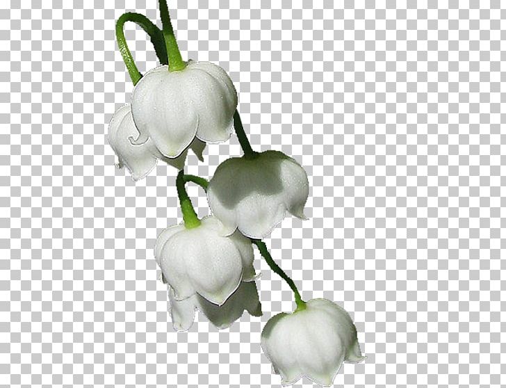 Lily Of The Valley Drawing Flowering Plant PNG, Clipart, 1 May, 123, Blog, Cut Flowers, Drawing Free PNG Download