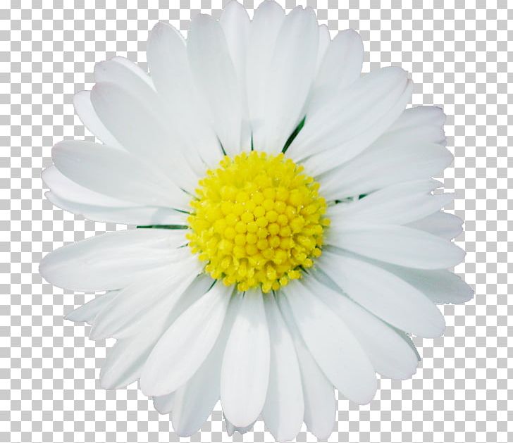 Chamomile Daisy Family Oxeye Daisy PNG, Clipart, Aster, Chamomile, Chrysanths, Cicek, Daisy Free PNG Download