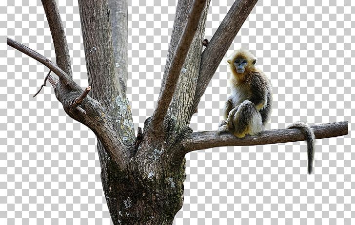 Snub-nosed Monkey Golden Monkey PNG, Clipart, Animal, Animals, Animal Sauvage, Branch, Dead Free PNG Download