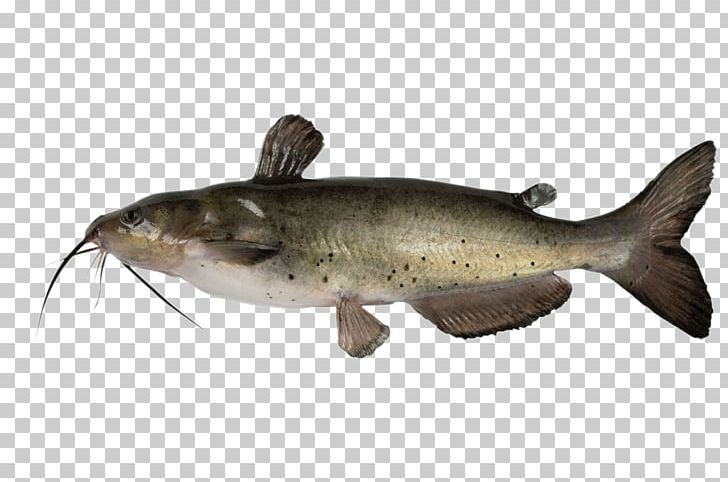 Channel Catfish Stock Photography PNG, Clipart, Barbel, Bass, Bony Fish, Catfish, Channel Catfish Free PNG Download