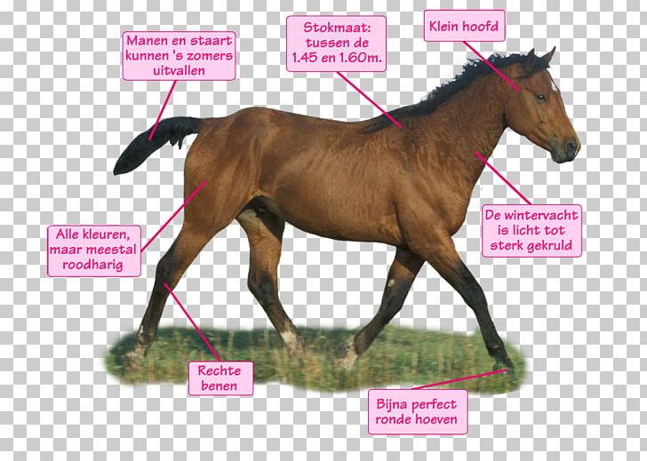 Curly Horse Mare Mustang Foal Shetland Pony PNG, Clipart, Aria Montgomery, Breed, Bridle, Curly Horse, Doma Free PNG Download