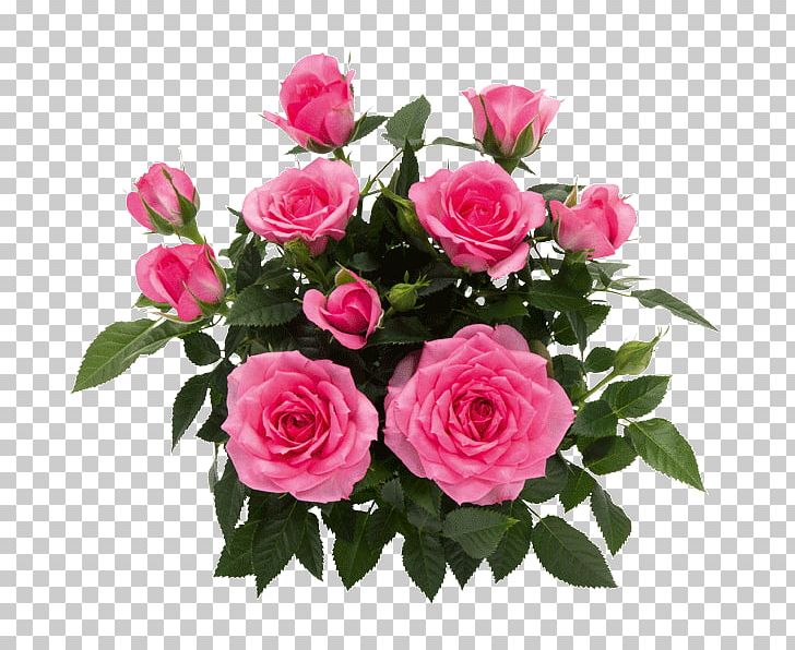Garden Roses Cabbage Rose Floribunda Floral Design Cut Flowers PNG, Clipart, Annual Plant, Artificial Flower, Cabbage Rose, Cut Flowers, Floral Design Free PNG Download