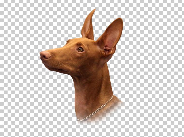 Dog Breed Pharaoh Hound Cirneco Dell'Etna Pig's Ear Pinscher PNG, Clipart,  Free PNG Download