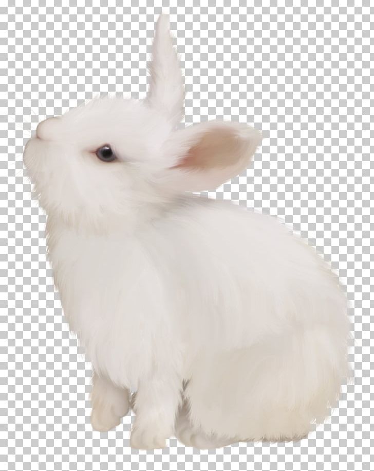 Domestic Rabbit White Rabbit Easter Bunny European Rabbit PNG, Clipart, Animals, Black White, Bunny, Cute, Cute Animals Free PNG Download