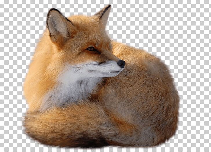 Red Fox PNG, Clipart, Animals, Canidae, Clip Art, Computer Icons, Dog Like Mammal Free PNG Download