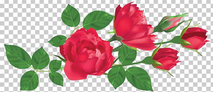 Rose Flower Red PNG, Clipart, Clip Art, Cut Flowers, Floral Design, Floristry, Flower Free PNG Download