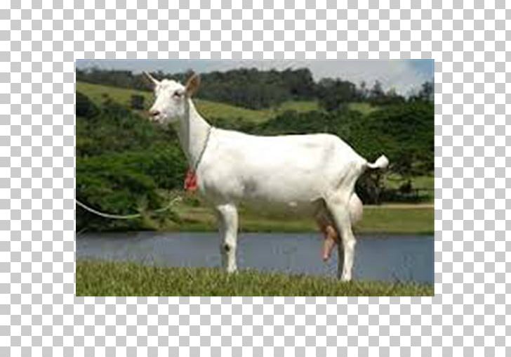 Saanen Goat Alpine Goat Toggenburg Goat Boer Goat Barbari Goat PNG, Clipart, Ahuntz, Alpine Goat, Barbari Goat, Boer Goat, Breed Free PNG Download