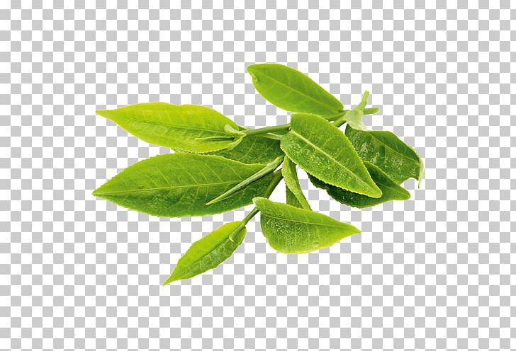 Green Tea Matcha Oolong Tea Plant PNG, Clipart, Basil, Black Tea, Caffeine, Catechin, Cuisine Free PNG Download