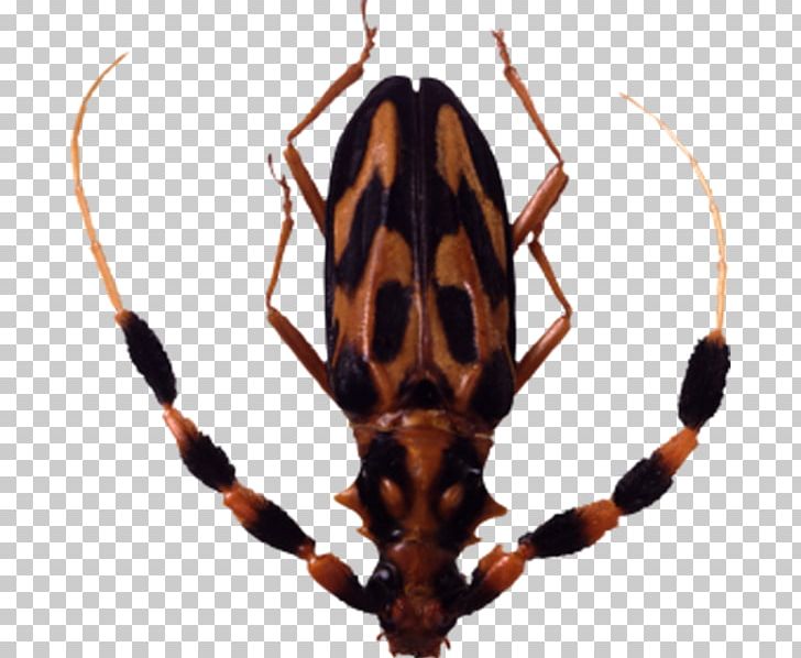Insect Graphics Software PNG, Clipart, Animals, Brown, Brown Markings, Clipping Path, Computer Graphics Free PNG Download