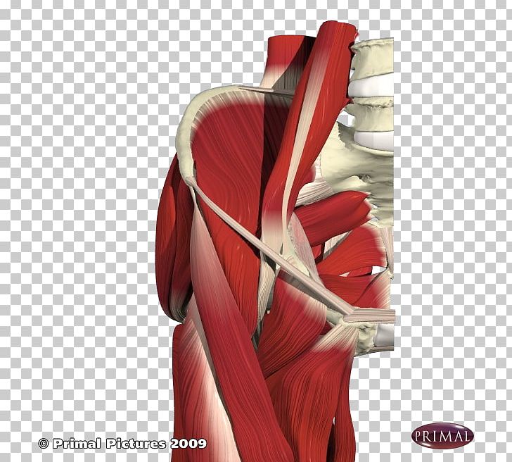 Muscles Of The Hip Pectineus Muscle Anatomy PNG, Clipart, Abdomen, Adductor Longus Muscle, Anatomy, Arm, Buttocks Free PNG Download