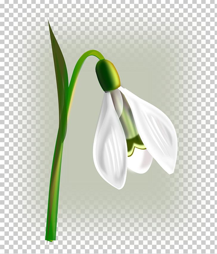 Snowdrop Flower PNG, Clipart, Amaryllis Family, Arum, Blossom, Computer Wallpaper, Download Free PNG Download