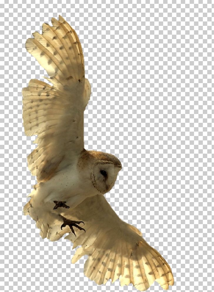 The Eagle Owl Bird Little Owl PNG, Clipart, Animals, Barn Owl, Beak, Bird, Bird Of Prey Free PNG Download