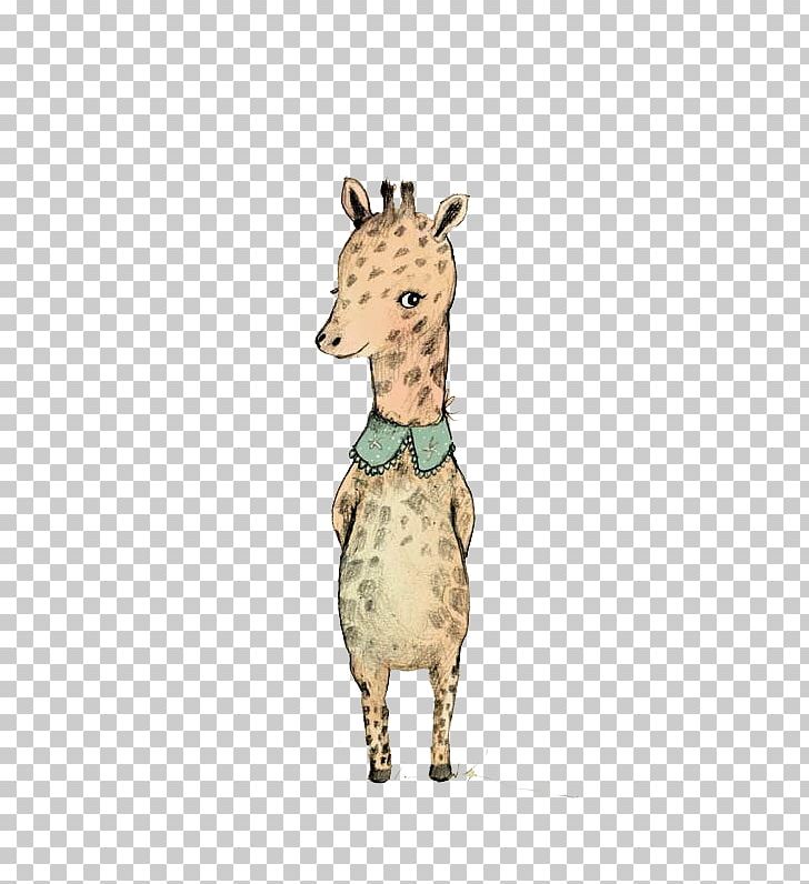 Reticulated Giraffe Northern Giraffe PNG, Clipart, Animal, Animal Print, Animals, Art, Cartoon Free PNG Download
