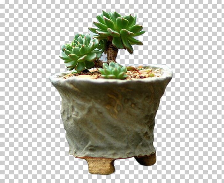 Succulent Plant Flowerpot Jade Plant Cactaceae Bonsai PNG, Clipart, Cactus, Caudex, Ceramic, Classic, Classic Border Free PNG Download