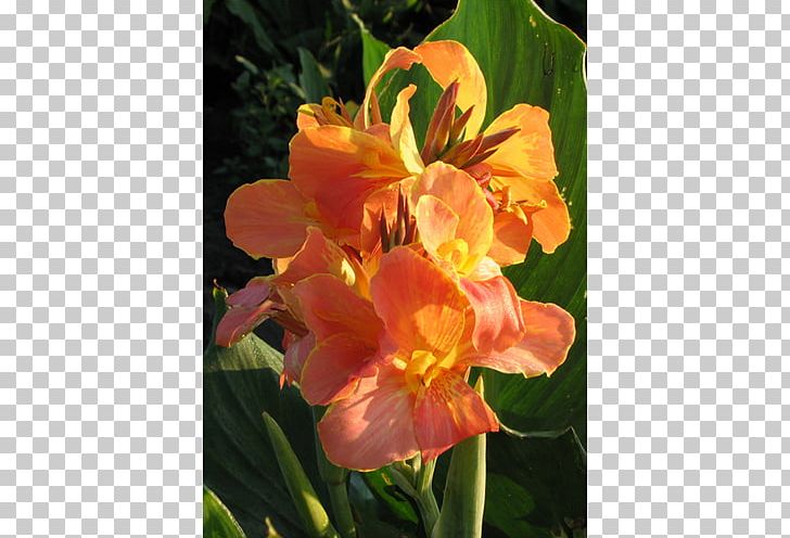 Canna Indian Shot Lily Of The Incas Daylily Herbaceous Plant PNG, Clipart, Alstroemeriaceae, Canna, Canna Family, Canna Lily, Daylily Free PNG Download