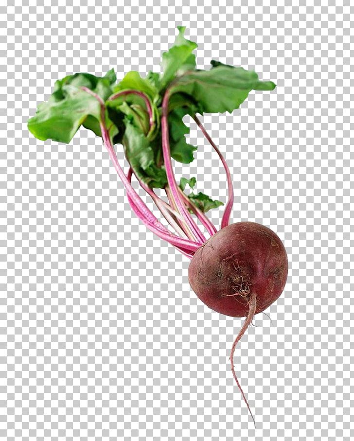 Chard Radish Beetroot Turnip Food PNG, Clipart, Beet, Char, Chenopodiaceae, Chenopodioideae, Coldresistant Free PNG Download