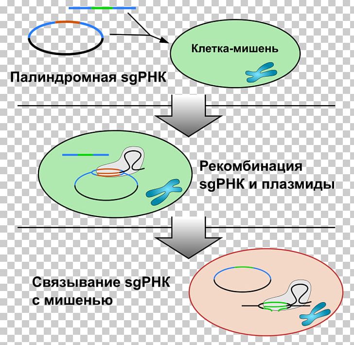 CRISPR Technology Cas9 Genome Editing Organism PNG, Clipart, Angle, Area, Bacteria, Cas9, Circle Free PNG Download