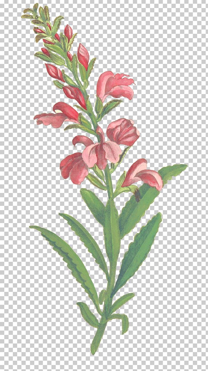 Cut Flowers Leaf Plant Stem PNG, Clipart, Botany, Clover, Cut Flowers, Deciduous, Fern Free PNG Download