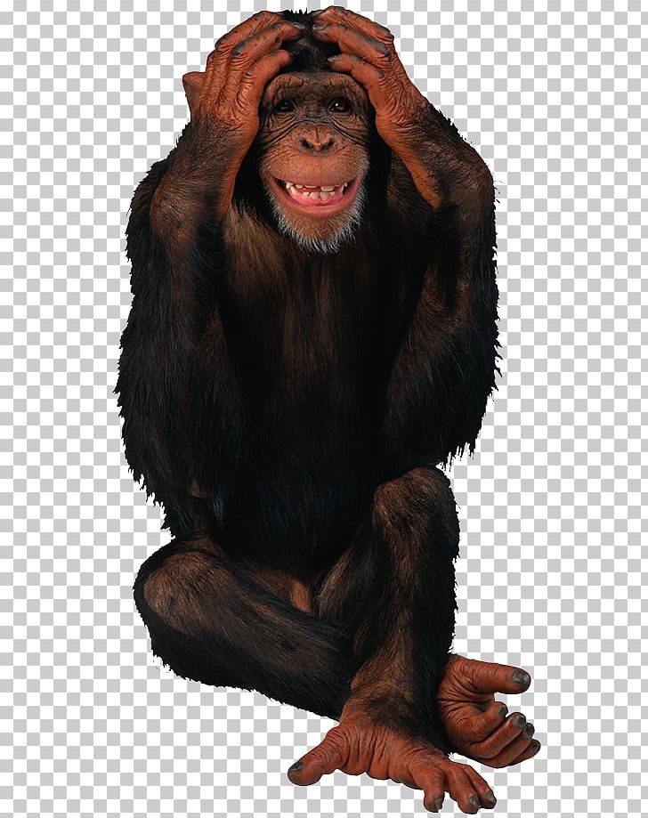 Happy Birthday Giphy Monkey PNG, Clipart, Animals, Animation, Birthday, Chimpanzee, Common Chimpanzee Free PNG Download
