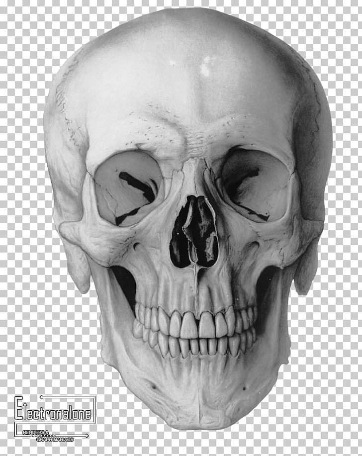 Human Skull Drawing Frontal Bone Homo Sapiens PNG, Clipart, Anatomy, Art, Bone, Crane, Drawing Free PNG Download