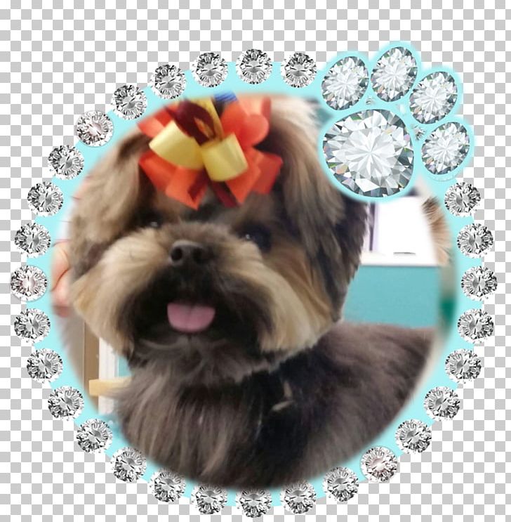 Morkie Shih Tzu Contact Lens: Fitting Guide Contact Lenses Havanese Dog PNG, Clipart, Animals, Carnivoran, Circle Contact Lens, Companion Dog, Contact Lenses Free PNG Download