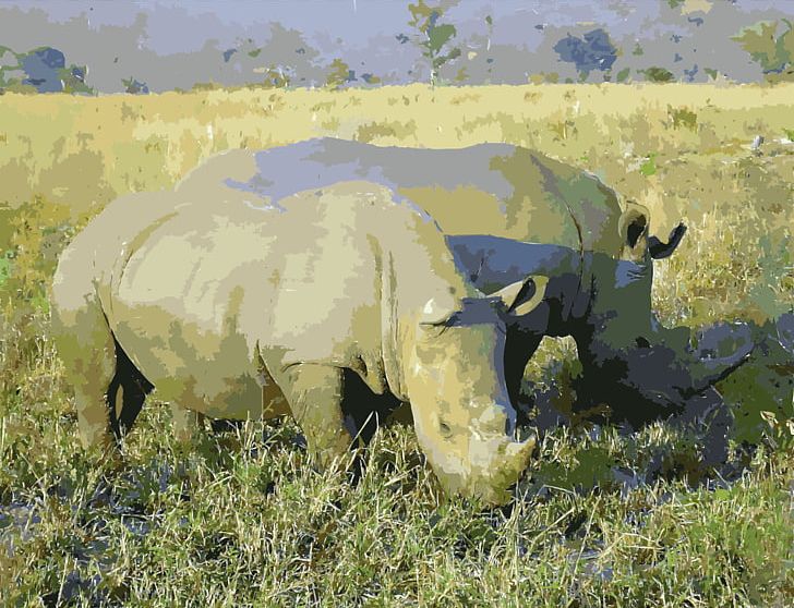 South Africa Rhinoceros Wildlife Animal Horn PNG, Clipart, Animal, Animals, Black Rhinoceros, Cmaptools, Ecoregion Free PNG Download