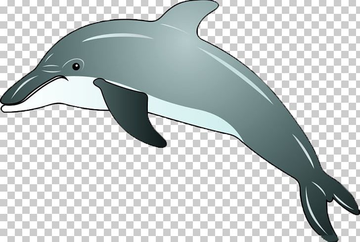 Common Bottlenose Dolphin Cartoon U0e01u0e32u0e23u0e4cu0e15u0e39u0e19u0e0du0e35u0e48u0e1bu0e38u0e48u0e19 PNG, Clipart, Animal, Animals, Cartoon, Comics, Cuteness Free PNG Download