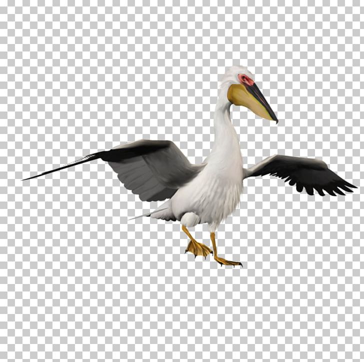 Pelican White Stork Bird Penguin PNG, Clipart, Animal, Beak, Bird, Birds, Bizarre Free PNG Download