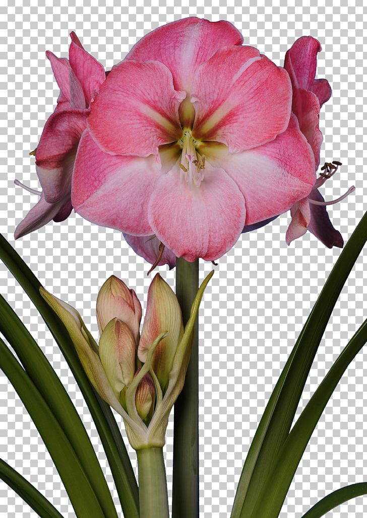 Amaryllis Bulb Flower Jersey Lily Red PNG, Clipart, Amaryllis, Amaryllis Belladonna, Amaryllis Family, Bud, Bulb Free PNG Download
