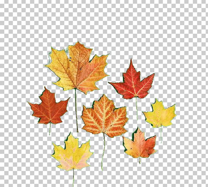 Autumn Leaf Computer File PNG, Clipart, Aut, Autumn, Autumn Leaf Color, Autumn Tree, Autumn Vector Free PNG Download