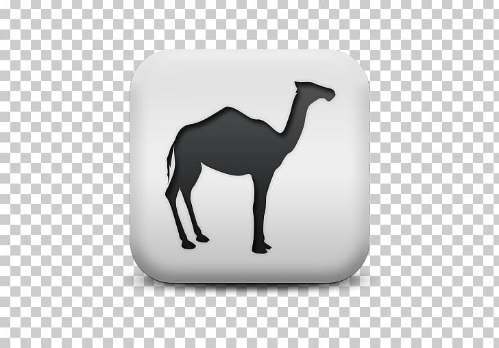 Dromedary Bactrian Camel Llama Vicuña Computer Icons PNG, Clipart, Alpaca, Animal, Bactrian Camel, Camel, Camelids Free PNG Download