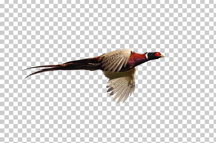 Pheasant Goose Cygnini Flight Bird PNG, Clipart, Anatidae, Animals, Beak, Bird, Cygnini Free PNG Download