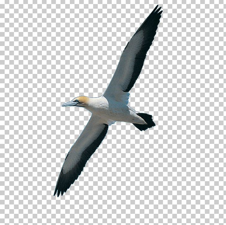 Rock Dove Bird Homing Pigeon Swan Goose Cat PNG, Clipart, Animals, Beak, Bird, Bird Cage, Bird Nest Free PNG Download