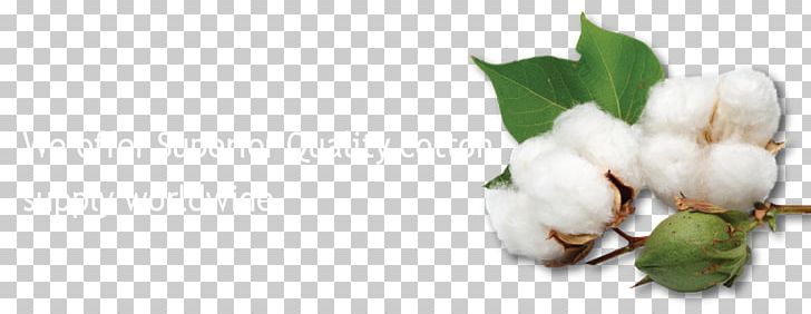 Sea Island Cotton Crop Gossypium Herbaceum Seed PNG, Clipart, 3 Y, Arroz, Blossom, Branch, Bt Cotton Free PNG Download