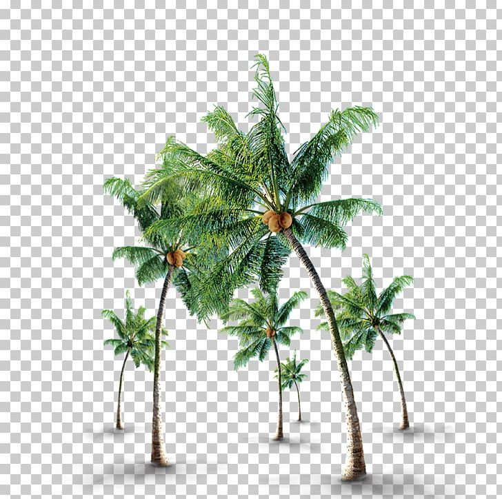 Coconut Tree PNG, Clipart, Adobe Illustrator, Arecaceae, Arecales, Autumn Tree, Branch Free PNG Download
