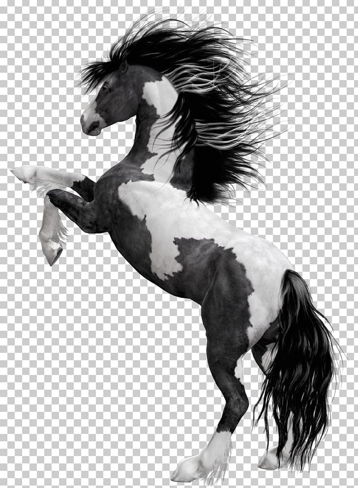 Horse White Black Bay PNG, Clipart, American Paint Horse, Animal, Animals, Bay, Black Free PNG Download