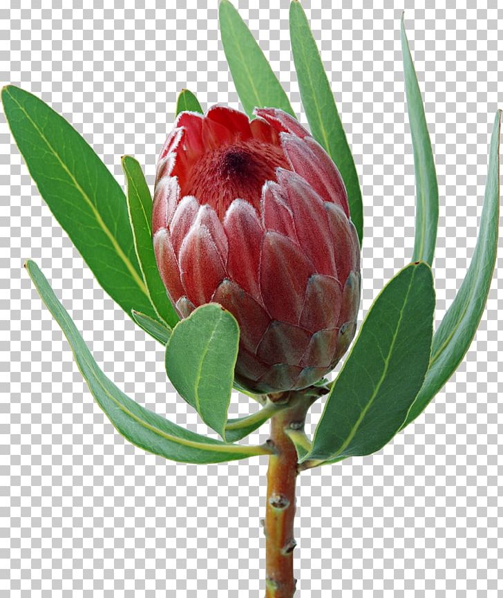 Protea Cynaroides Flower Bouquet Inflorescence PNG, Clipart, Bloemisterij, Bud, Common Sunflower, Cut Flowers, Flower Free PNG Download